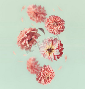 桃粉背景摄影照片_美丽的飞行花和柔和的桃红色花瓣在轻薄荷背景，创造性的花卉布局，垂直