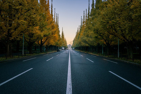 日本东京明治神宫公园一町浪木大道或路的银杏树