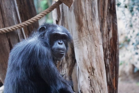 大猩猩。大猴子生活在热带公园