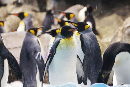 一群可爱的企鹅在动物园。