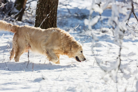狗在冬季森林