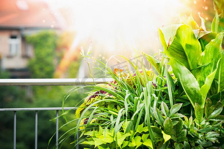 阳台植物摄影照片_夏季阳台和露台植物，城市背景下有阳光