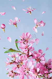 美丽的粉红色春天花爆炸在蓝色背景。春暖花开