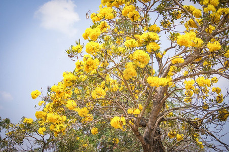 银喇叭树/金色巴拉圭黄花树  