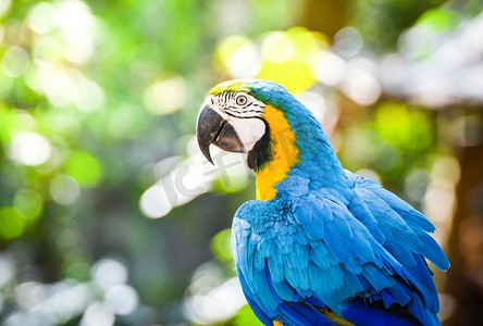 五颜六色的金刚鹦鹉鸟鹦鹉在自然绿色背景/黄色和蓝色翼金刚鹦鹉ara ararauna