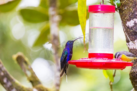 科利布里。中美洲哥斯达黎加五颜六色的蜂鸟