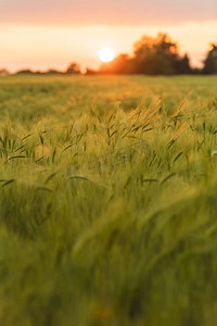 在日落或日出在农场生长的大麦作物的金色领域
