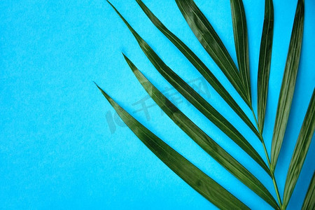 自然，植物和外来植物概念-蓝底绿棕榈叶。蓝底绿棕榈叶