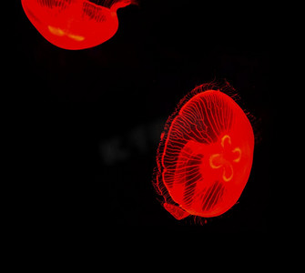 荧光海洋摄影照片_海月亮水母红色游动海洋生物黑色背景下的海洋