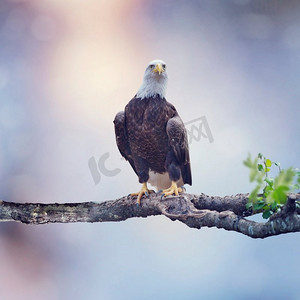 美国秃鹰栖息在树上