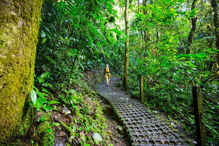 徒步旅行在绿色的热带丛林，哥斯达黎加，中美洲