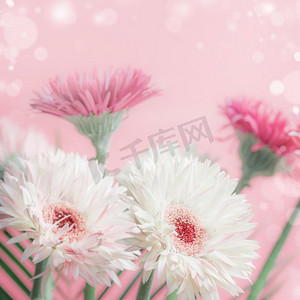 母亲们摄影照片_粉色雏菊或非洲菊花束，粉色背景，前视，特写