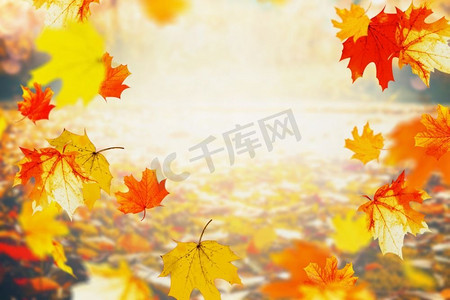 自然相框摄影照片_秋色落叶晴天，户外秋色自然背景，相框