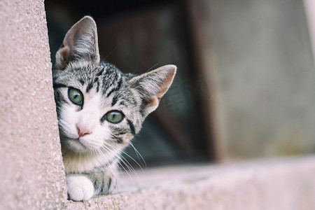 小巷背景摄影照片_小巷里的小猫