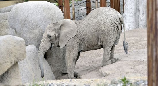 动物园里的小象细节