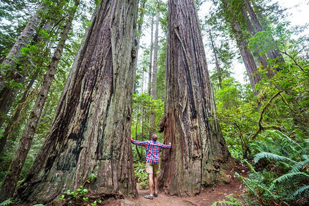 红杉树叶摄影照片_美国北加州森林中，一名男子走在巨大红杉之间的小径上