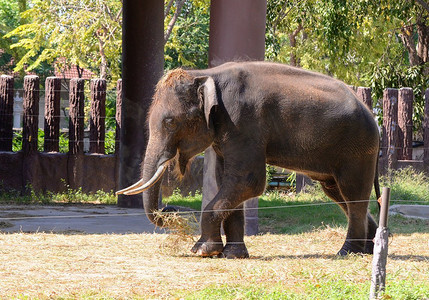 野生动物园摄影照片_泰国大象亚洲在农场