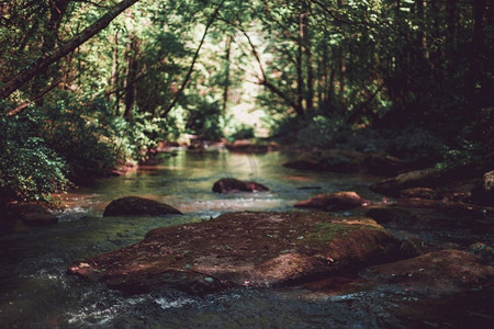 森林里一条小河的美丽镜头。森林中一条小河的美丽镜头