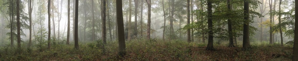 在雾蒙蒙的秋天早晨，温多弗森林的全景风景图像。