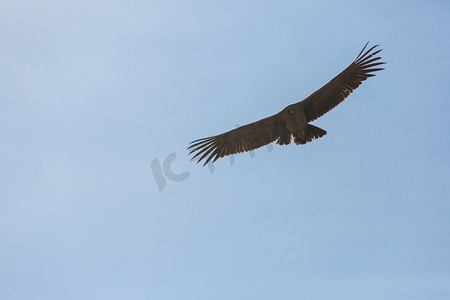 秘鲁科尔卡峡谷中的飞鹰