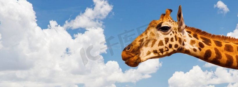 动物、自然和野生动物概念-在蓝天和云彩背景的长颈鹿头长颈鹿头在蓝天和云彩背景