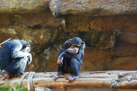 黑猩猩。大猴子生活在热带公园