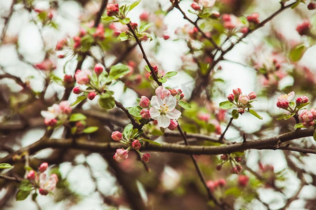 开着摄影照片_树枝上开着粉红色的苹果花，春意盎然，春意盎然。在绿色背景上复制空间。苹果树的树枝