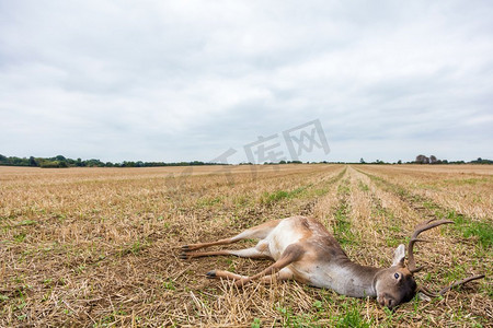 鹿的摄影照片_一只死在田野里的休闲鹿鹿