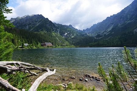 绿色树林河水摄影照片_浅浅的河水流过石头。山地景观