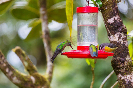 科利布里。中美洲哥斯达黎加五颜六色的蜂鸟