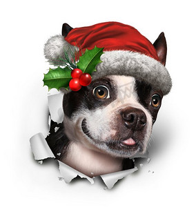 圣诞可爱元素摄影照片_节日狗穿着红色圣诞帽爆裂出纸作为一个有趣的波士顿梗与3D插图元素。