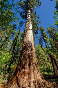 森林大摄影照片_Calaveras Big Trees State Park附近的景点美国加利福尼亚州。