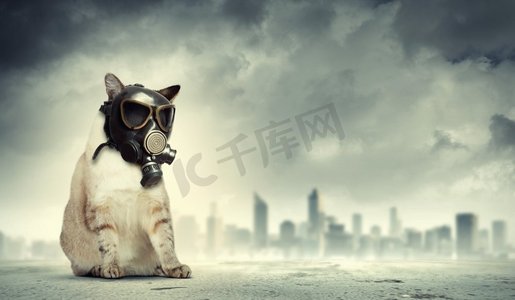 白色生态摄影照片_戴着防毒面具的猫。戴着防毒面具的猫的形象。生态观