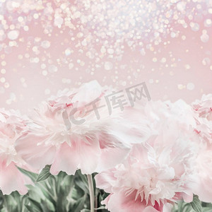 淡粉色牡丹的花朵背景与波克。母亲节、婚礼或喜庆活动的卡片布局或贺卡