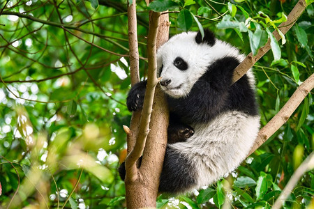 新式淡雅中国风摄影照片_中国旅游的象征和吸引力--可爱的大熊猫幼崽在树上。四川成都，中国。中国的大熊猫