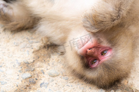日本温泉摄影照片_日本雪猴猕猴在温泉温泉Jigo—kanani猴公园，中野，日本
