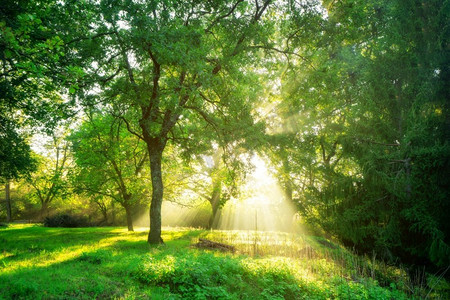 森林摄影照片_与早晨日出的绿色森林背景在春天季节。自然景观绿色森林风景背景在日出。