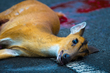 考艾国家公园道路上的barking deer发生事故麂赤狐