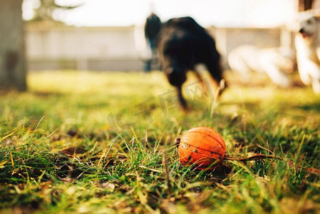 嗅探摄影照片_看门狗发现了一个球，在户外训练。在操场上寻找玩具的嗅探者。看门狗发现球，在户外训练