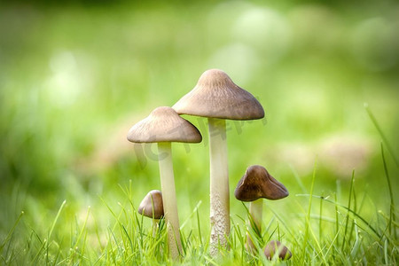 蘑菇在一个绿色草坪在夏末与bokeh光在背景