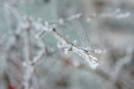 圣诞树木摄影照片_霜冻和雪对干燥的森林灌木和种子