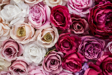 玫瑰花壁纸摄影照片_美丽的背景玫瑰花情人节？节