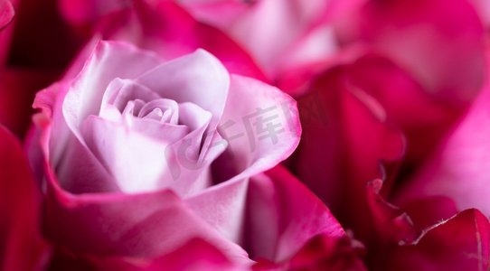 粉色玫瑰花为背景，文字复制空间。粉色玫瑰花背景
