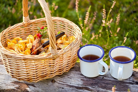采摘季节和休闲概念-筐中蘑菇和两个锡杯和原木上的茶在森林里。篮子里的蘑菇和森林里的茶杯