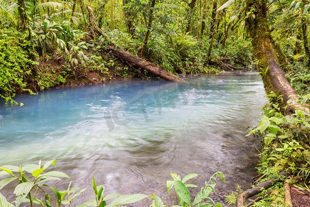 林木摄影照片_热带雨林里流淌着美丽的溪水。哥斯达黎加、中美洲