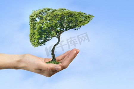 生态健康理念。手握绿树概念特写