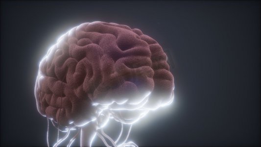 人脑的动画模型