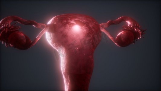 女性生殖系统解剖学动画。女性生殖系统解剖