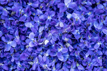 花背景—春天紫罗兰花的宏观图像