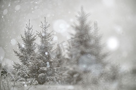 模糊的背景小圣诞树与雪冬天
